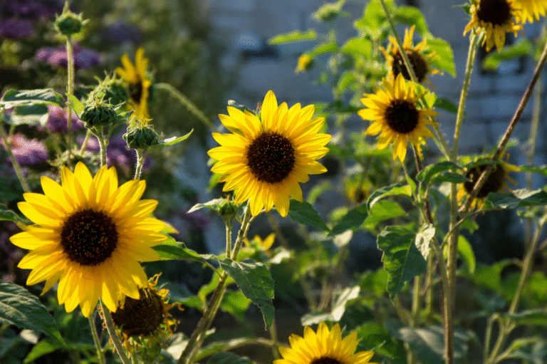 An Unexpected Discovery in a Family Sunflower Garden